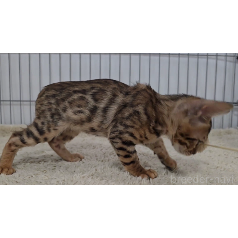 販売中の栃木県のベンガル-123628の6枚目